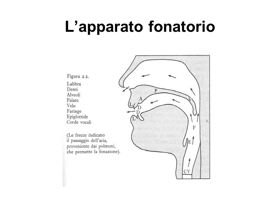 Fonazione nelle Palatoschisi e Labiopalatoschisi