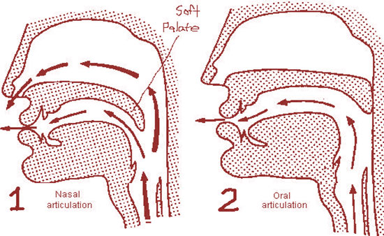 Articolazione del linguaggio nelle Palatoschisi e Labiopalatoschisi